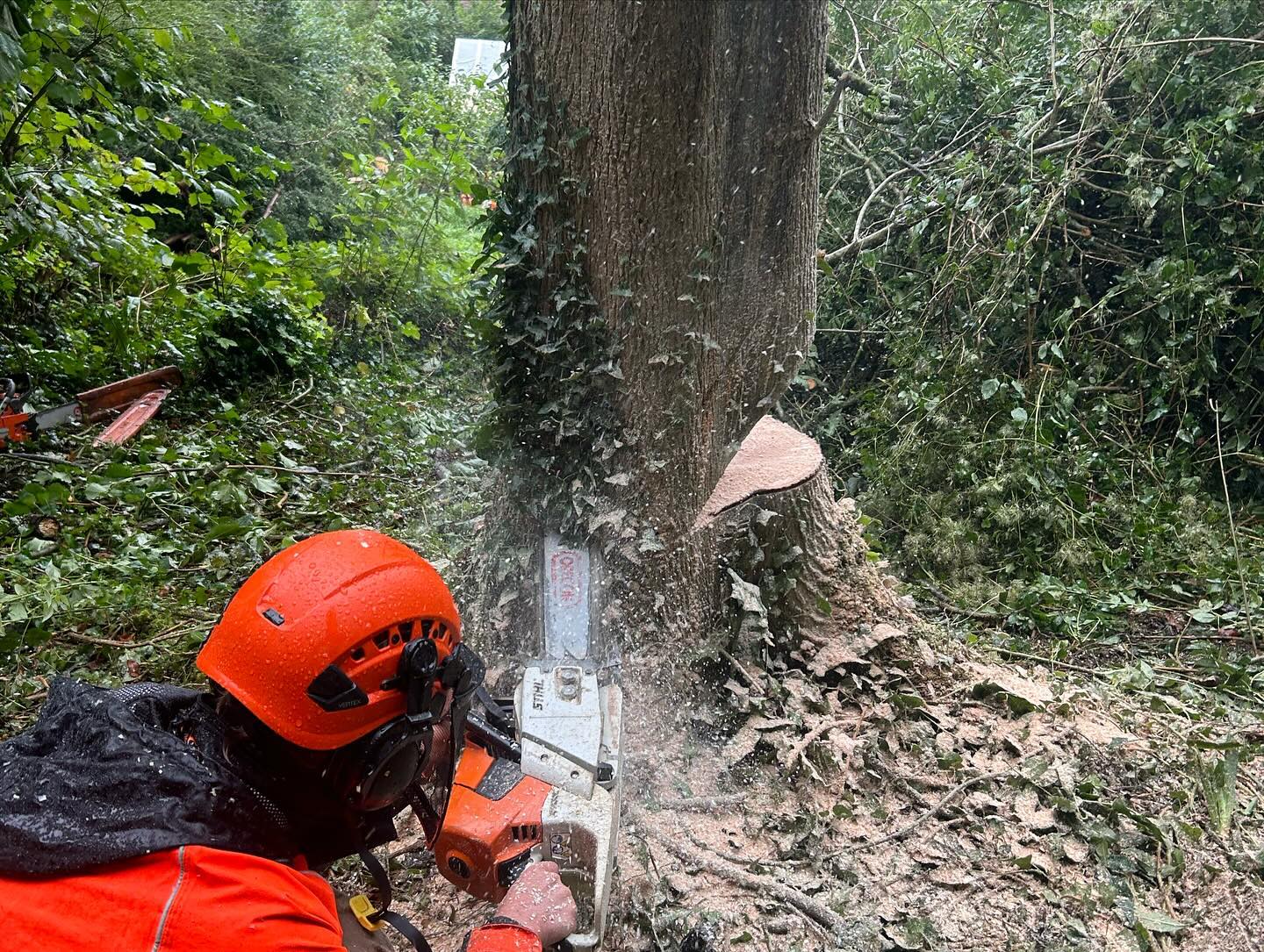 Tree Removal / Felling